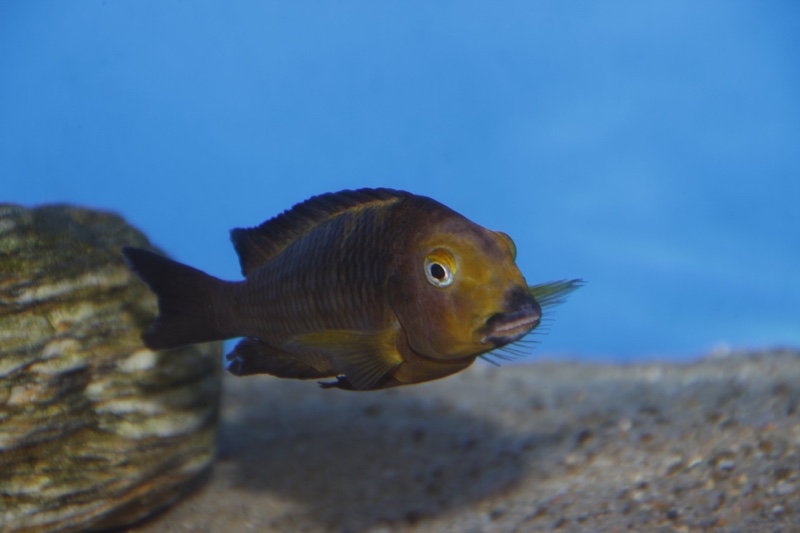 Tropheus sp. 'lukuga' Mtoto